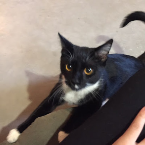 Meet your Posher, Sara - Picture 1 of 1